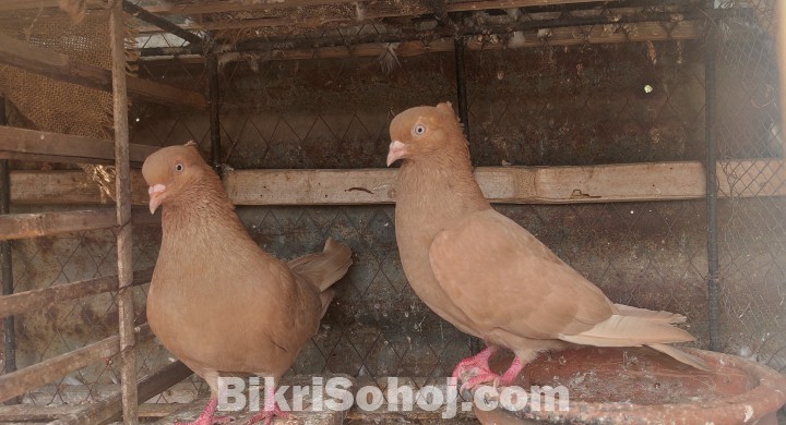 গিয়াসুল্লি Running Pair.